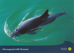 WWF-Postkarte "Schweinswal von oben"