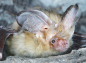 Preview: Minipuzzle Fledermaus Braunes Langohr Puzzle