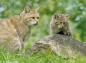 Preview: Minipuzzle Wilkatzen Motiv