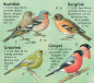 Preview: Vögel in Garten und Park