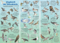 Preview: Vogelwelt der Ostseeküste