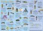Preview: Wildbienen und Wespen