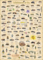 Preview: Poster Wildbienen & Co.