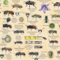 Preview: Poster Wildbienen & Co.
