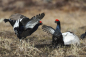 Preview: Mini-Puzzle Birkhuhn