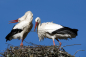 Preview: Mini-Puzzle Weißstorch