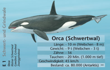 Preview: Quartett Wale und Delfine