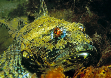 Seeskorpion