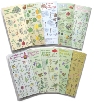 Box Pflanzen leicht bestimmen