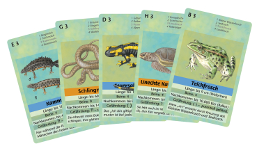 Preview: Quartett Amphibien und Reptilien