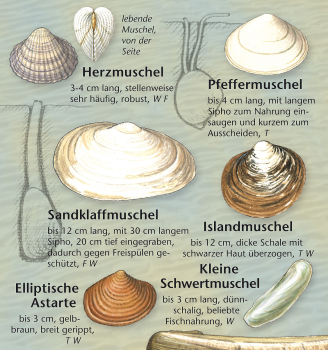 Funde am Ostseestrand