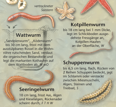 Funde im Watt und am Strand