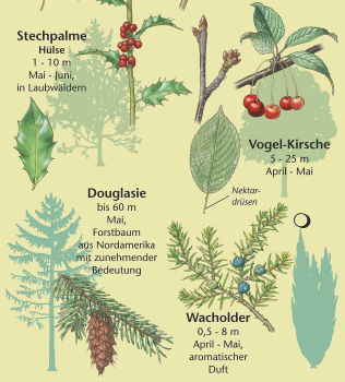 Bäume und Sträucher