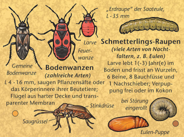 Leben im Boden