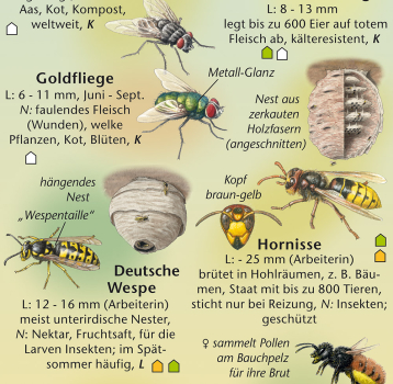 Preview: Tiere im und am Haus