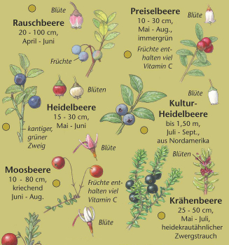Pflanzen im Moor