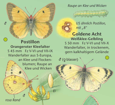Tagfalter