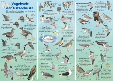 Vogelwelt der Ostseeküste