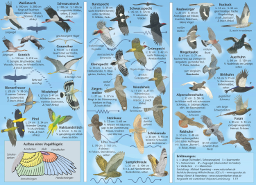 Vögel im Flug