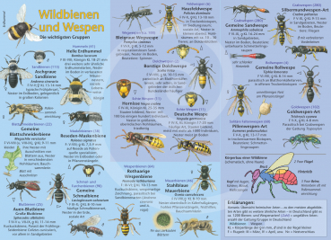 Wildbienen und Wespen