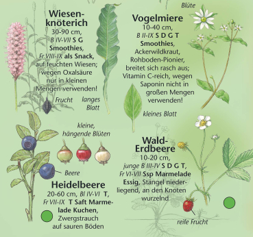 Essbare Wildpflanzen
