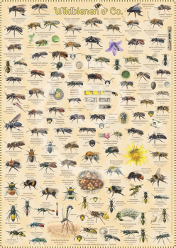 Poster Wildbienen & Co.