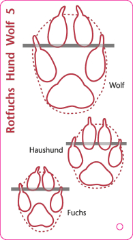 Bestimmungsfächer Tierspuren