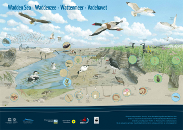 Poster: Vielfalt im Wattenmeer