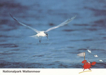 Brandseeschwalbe im Flug
