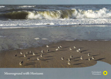 Sanderlinge am Strand