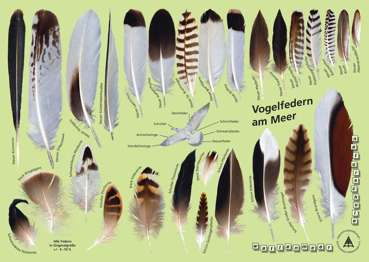 Vogelfedern: Federn heimischer Arten nach Farben bestimmen