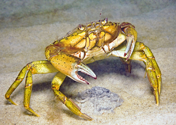 Drohende Strandkrabbe über Wattwurmhaufen