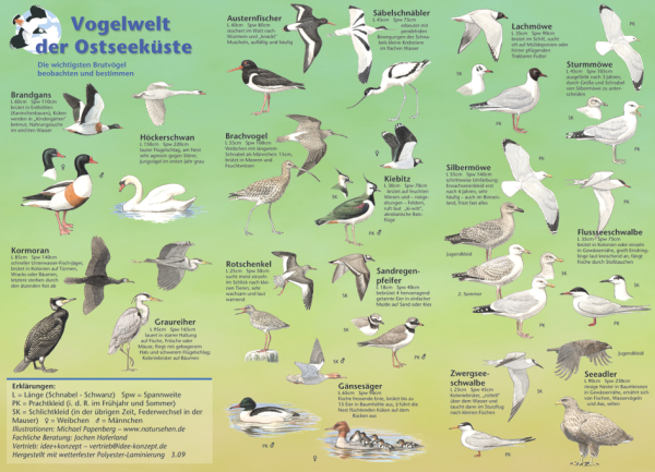 Vogelwelt der Ostseeküste