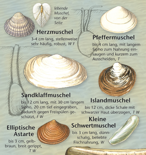 Funde am Ostseestrand