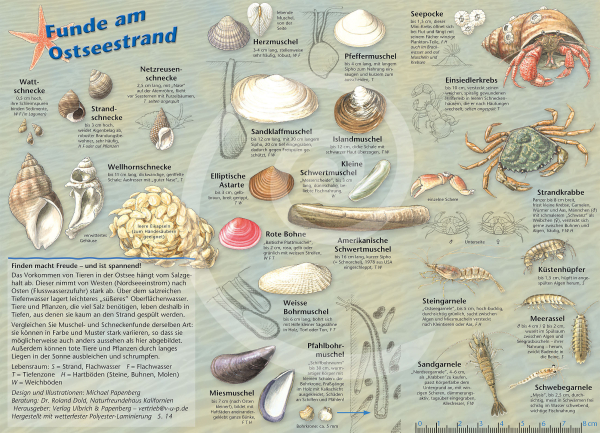 Funde am Ostseestrand