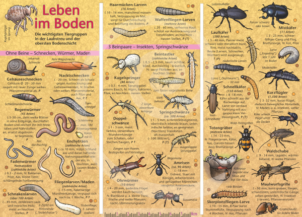 Leben im Boden