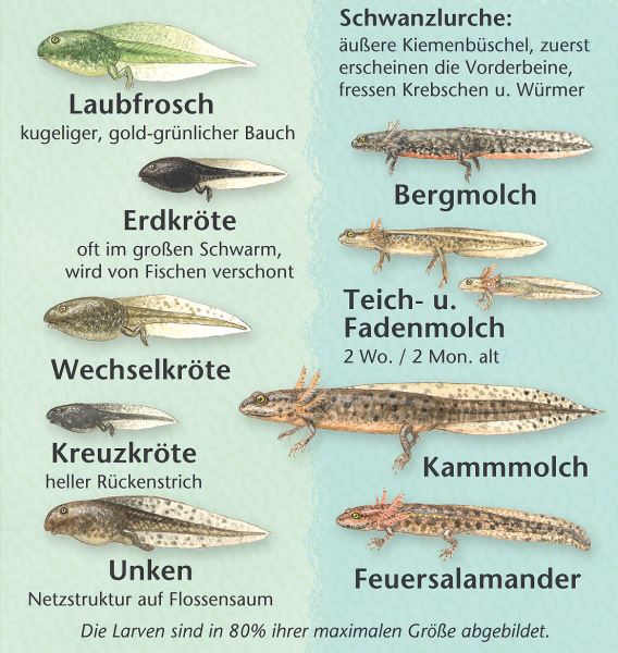 Frosch & Co