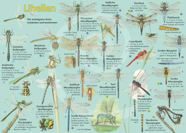 Libellen