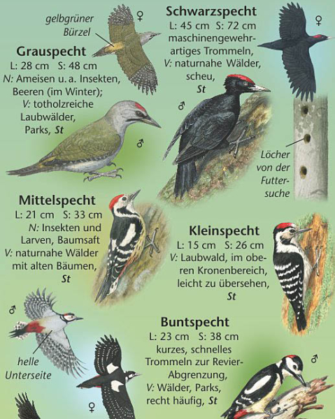 Waldvögel Bilder: Bringing Nature to Life with Drawing