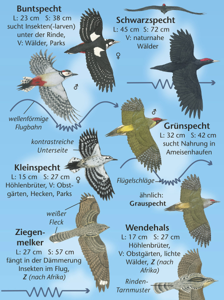 Vögel im Flug