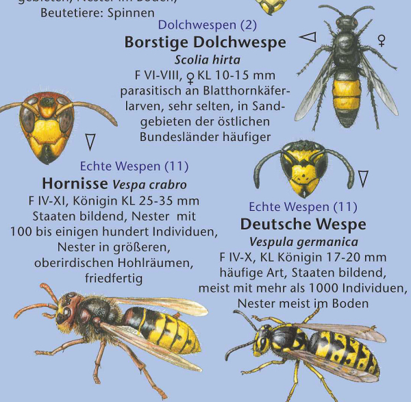Wildbienen und Wespen