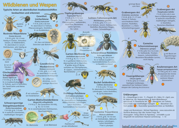 Wildbienen und Wespen