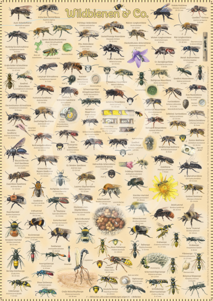 Poster Wildbienen & Co.