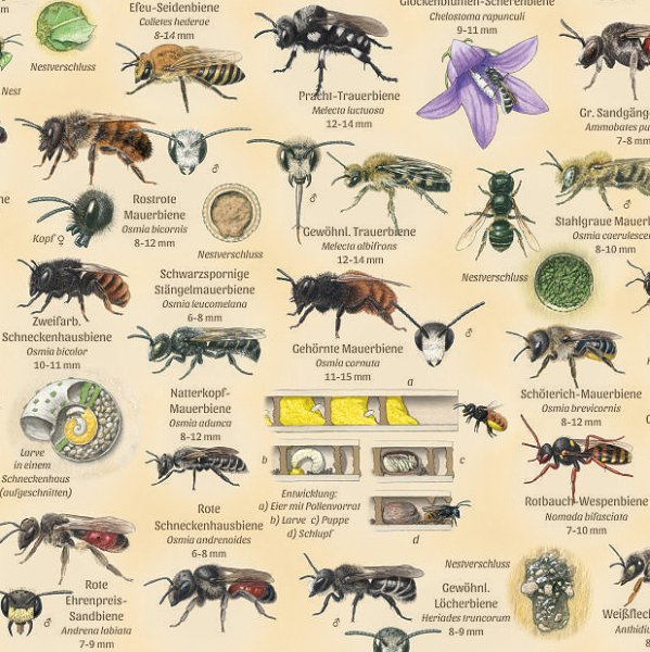 Poster Wildbienen & Co.
