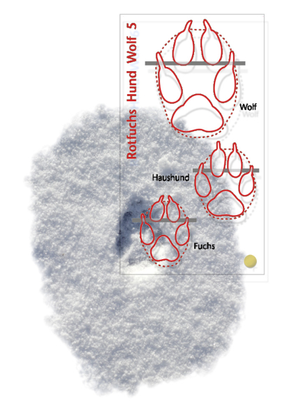 Bestimmungsfächer Tierspuren