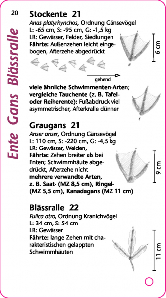 Bestimmungsfächer Tierspuren