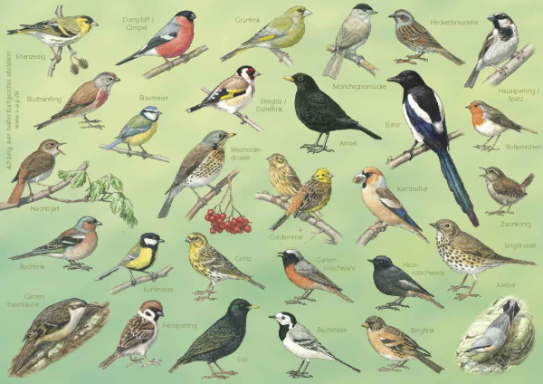 Tischset Gartenvögel