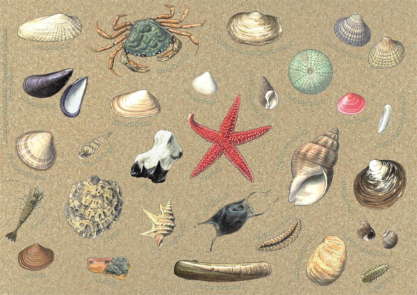 Tischset Funde am Strand