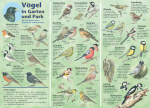 Vögel in Garten und Park