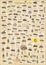 Poster Wildbienen & Co.